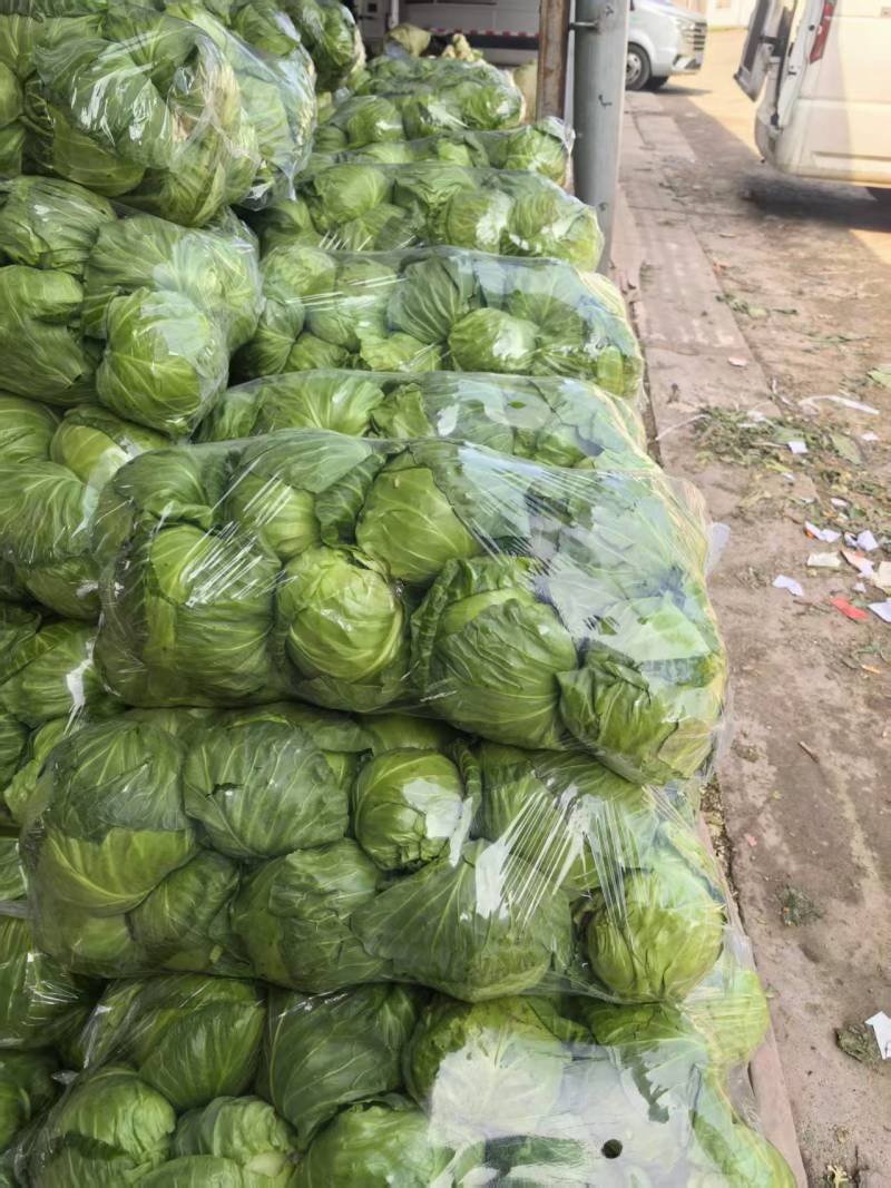 甘蓝现货直发绿包菜圆包菜保质保量货源充足