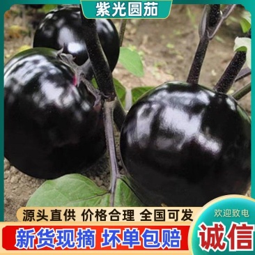 河南紫光圆茄精品茄子支持视频看货欢迎来电量大从优紫圆茄