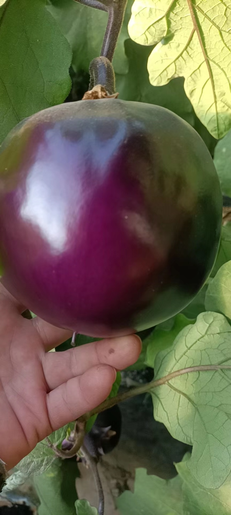 河南紫光圆茄精品茄子支持视频看货欢迎来电量大从优紫圆茄