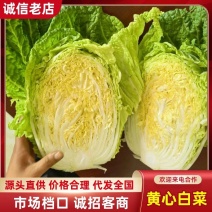 河南黄心白菜价格美丽大白菜一手货源诚信合作