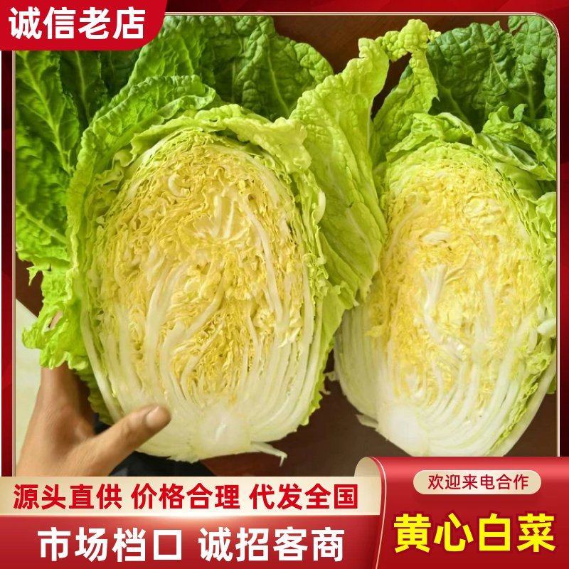 河南黄心白菜价格美丽大白菜一手货源诚信合作