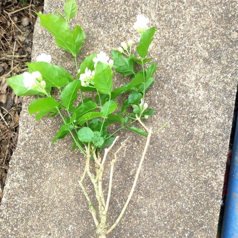 茉莉花苗带花独苗