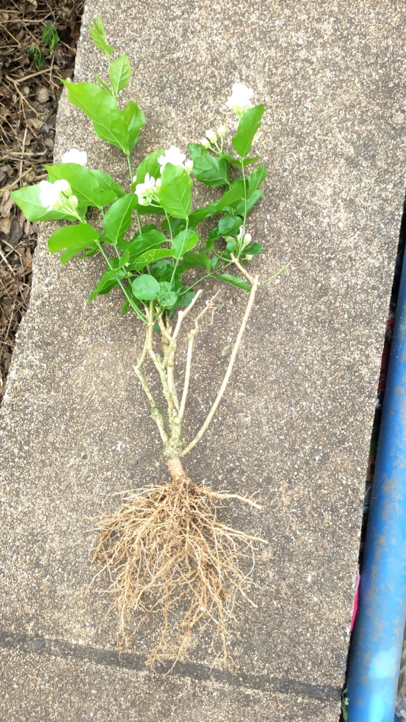 茉莉花苗带花独苗