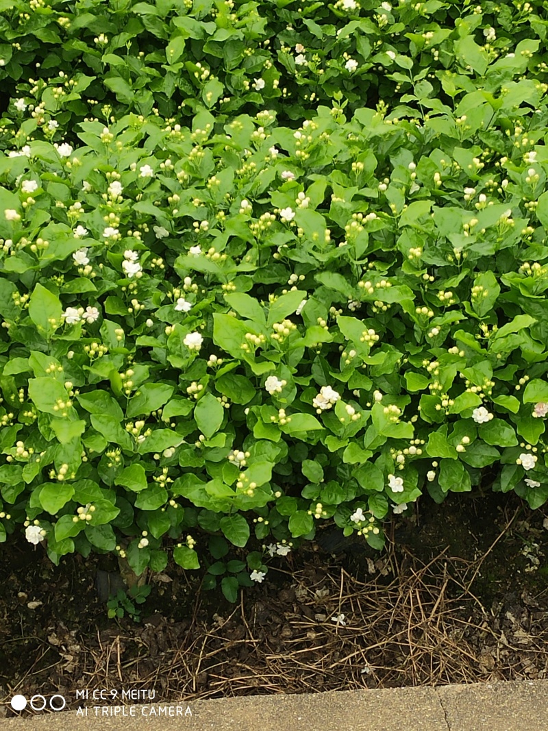 茉莉花苗带花独苗