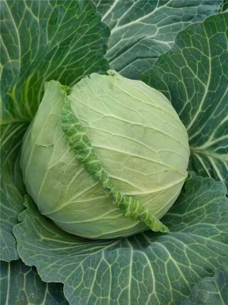 甘蓝奥奇娜甘蓝铁头包菜大量上市一手货源诚信合作