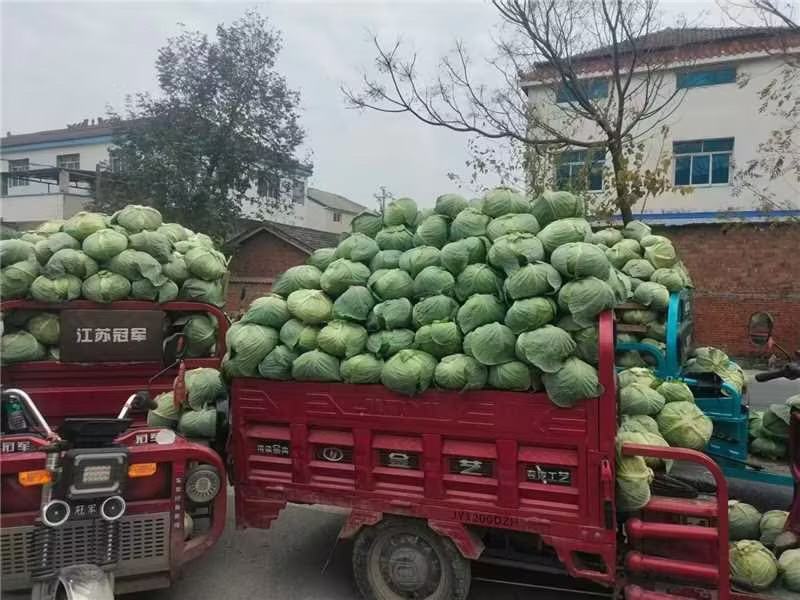 甘蓝奥奇娜甘蓝铁头包菜大量上市一手货源诚信合作