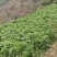干贡菜，帮老家贫困农户卖，非盈利