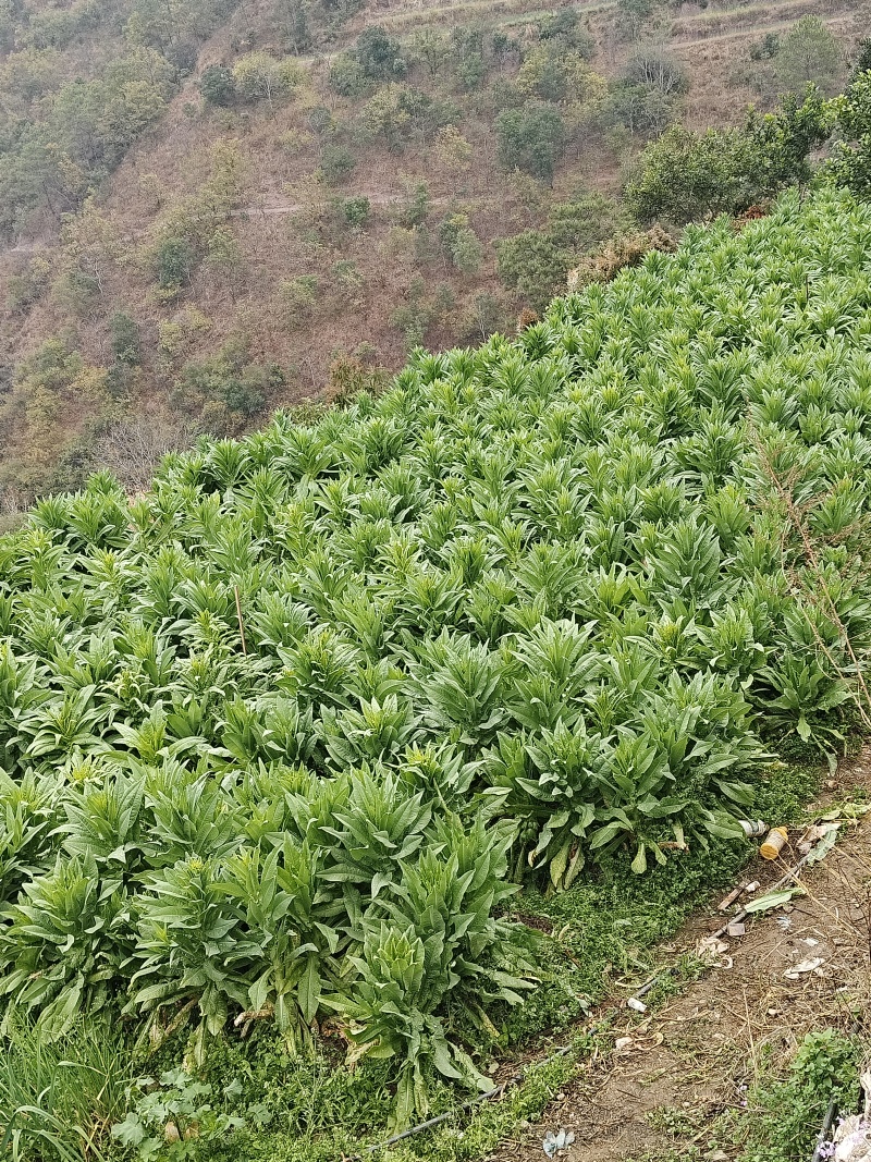 干贡菜，帮老家贫困农户卖，非盈利