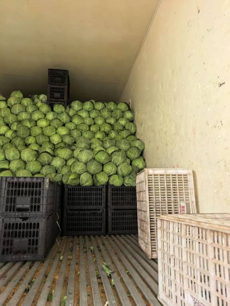 甘蓝现货直发绿包菜圆包菜保质保量货源充足