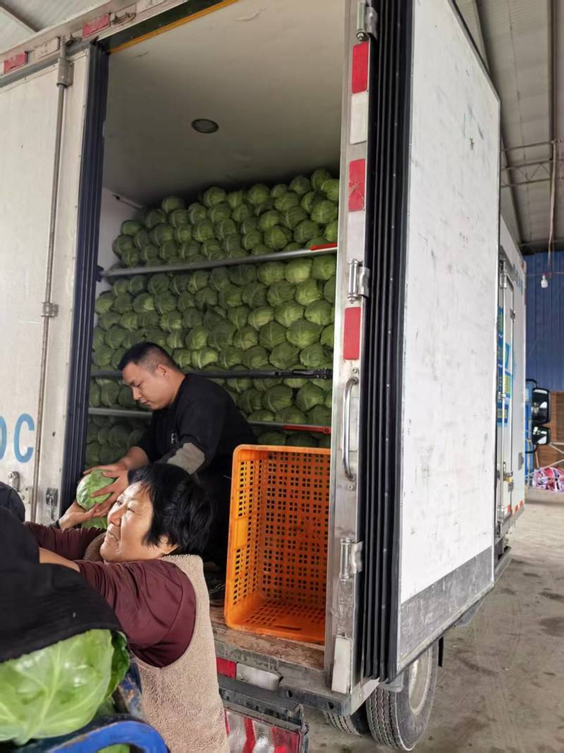 甘蓝现货直发绿包菜圆包菜保质保量货源充足