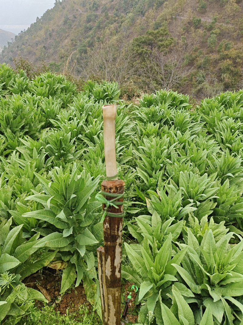 干贡菜，帮老家贫困农户卖，非盈利