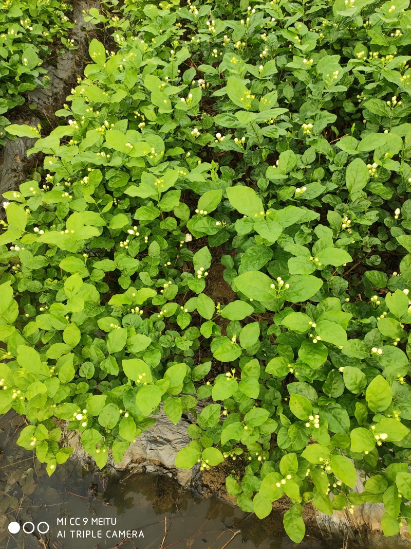 茉莉花苗带花独苗
