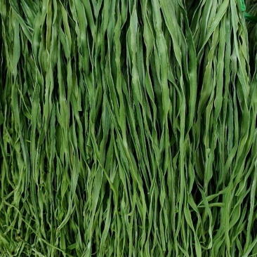 精品贡菜健康绿色全年大量有货贡菜之乡原产地供应