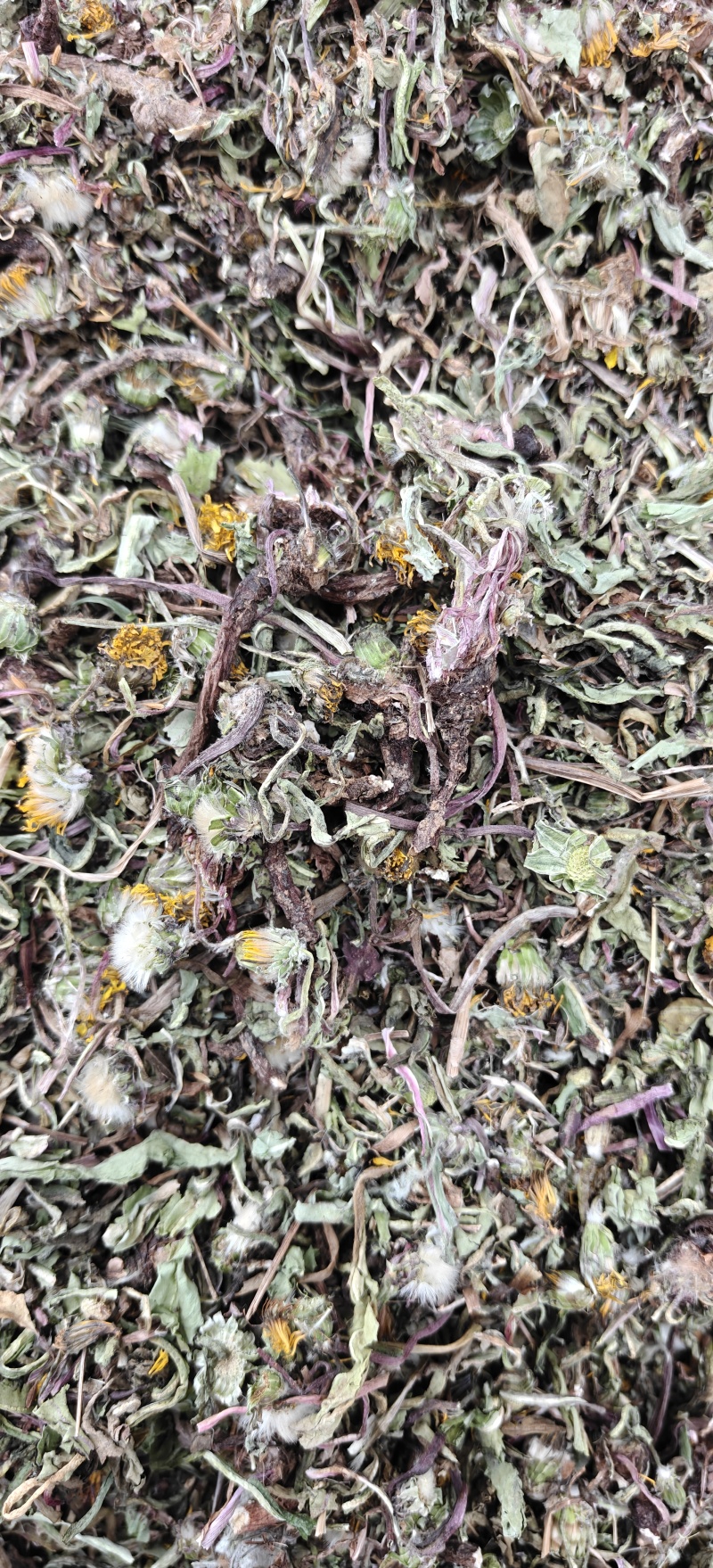 蒲公英，新货，全棵带根，关书药业批发中药材…