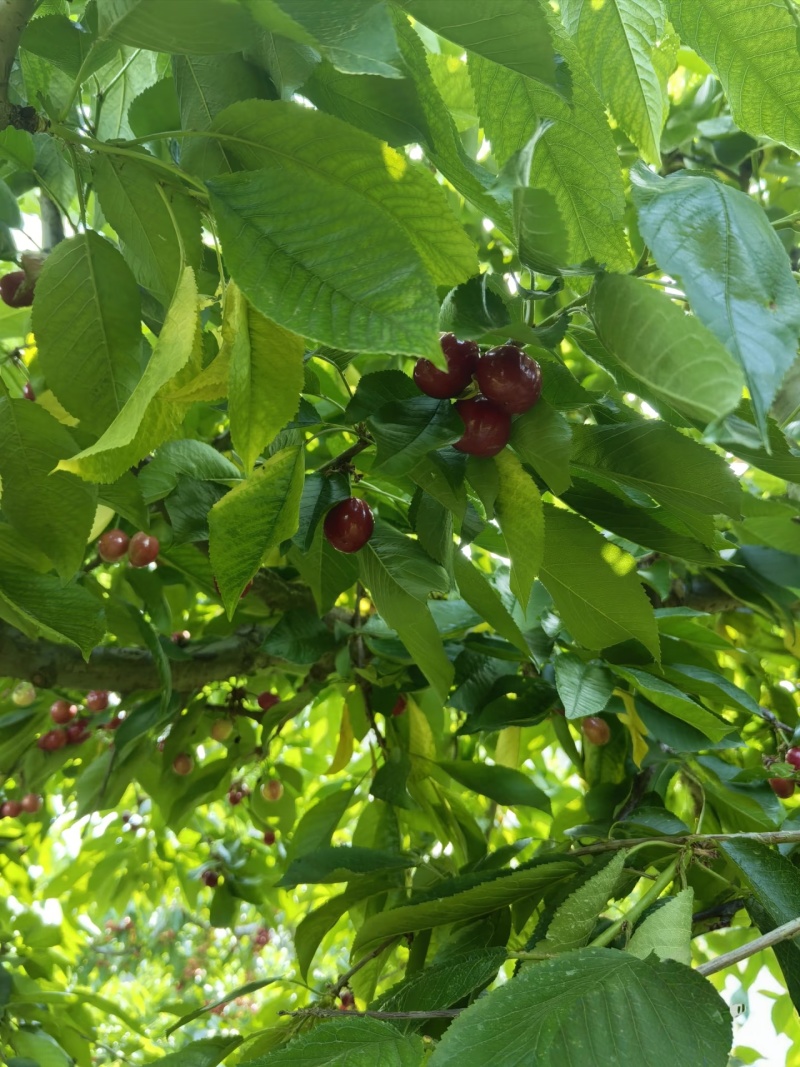 【美早樱桃】山东大樱桃/先锋樱桃/现摘现发质量三包