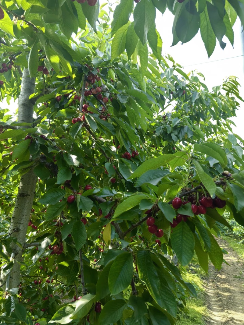 【美早樱桃】山东大樱桃/先锋樱桃/现摘现发质量三包