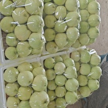 广西精品银辉香瓜