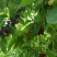 【美早樱桃】山东大樱桃/山东先锋樱桃/现摘现发质量三包