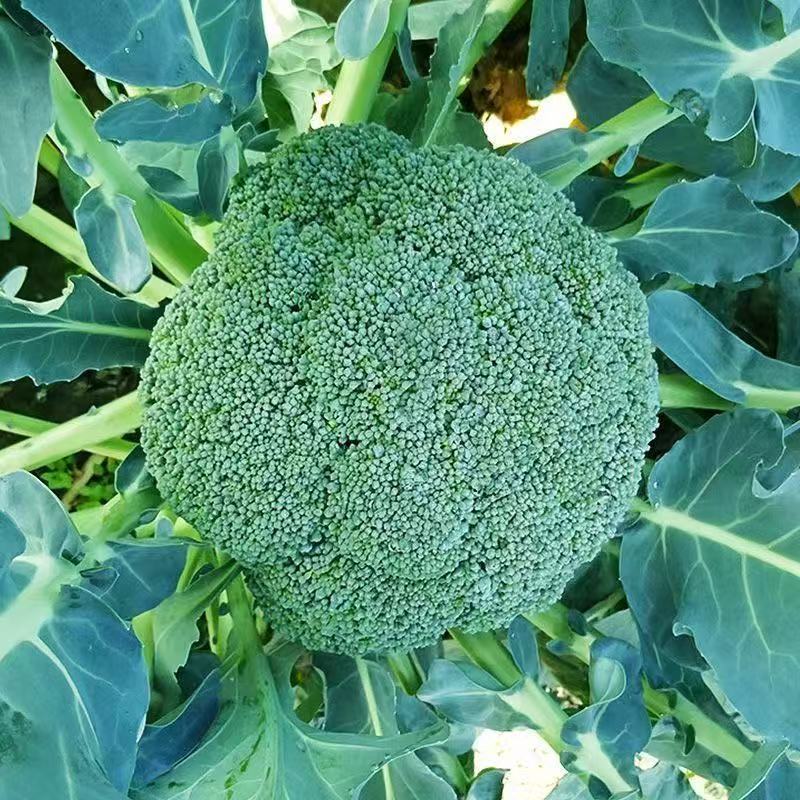 精品西蓝花产地直发小米粒西蓝花球型号量大从优