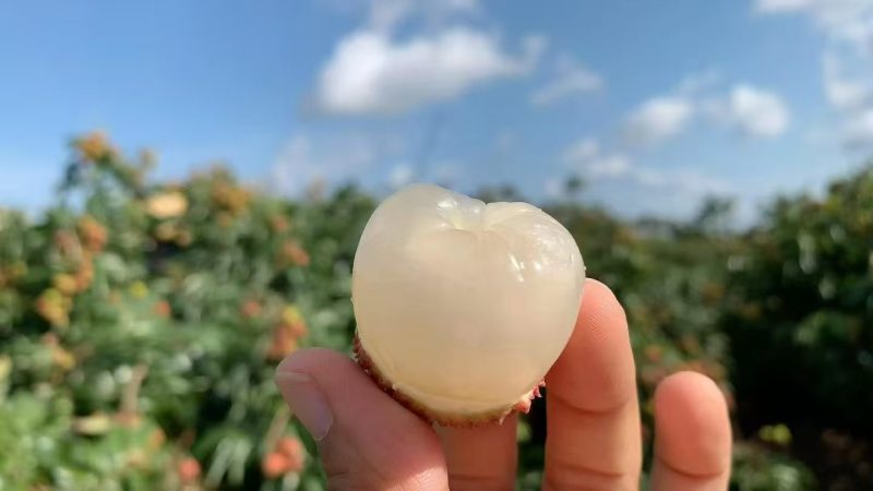 妃子笑荔枝