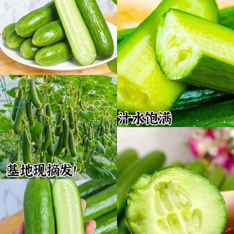 水果黄瓜荷兰小黄瓜河南优质小乳瓜对接全国市场商超