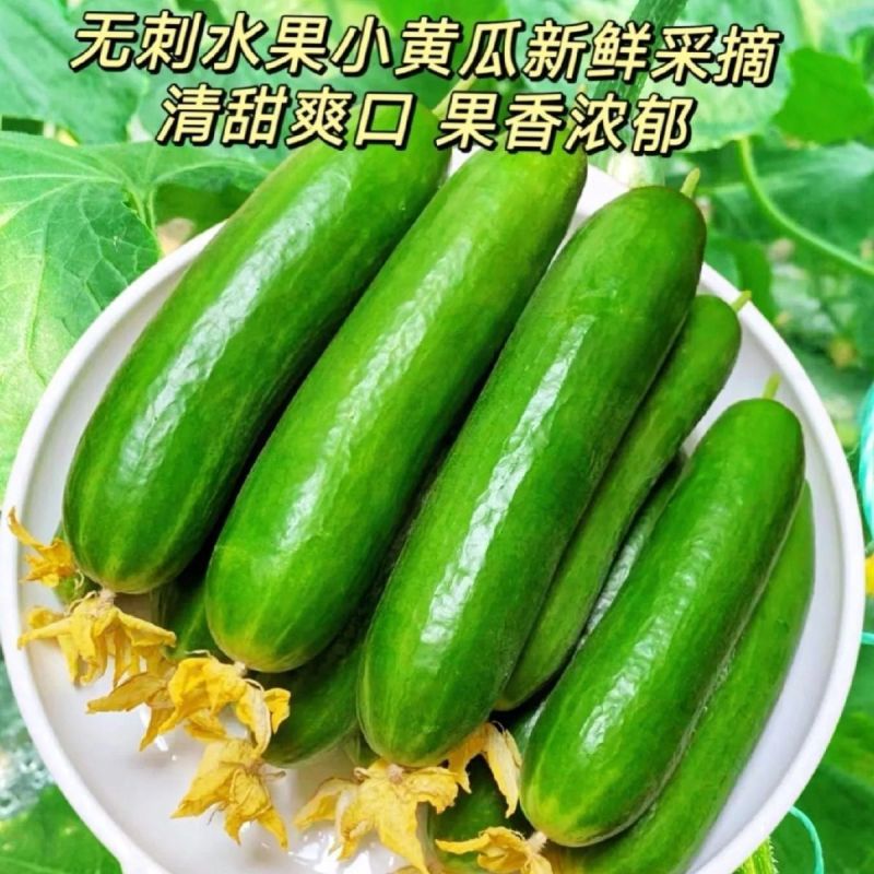 水果黄瓜荷兰小黄瓜河南优质小乳瓜对接全国市场商超
