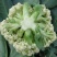 精品花菜大量上市菜花松花菜散花菜可视频看货