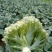 精品花菜大量上市菜花松花菜散花菜可视频看货