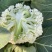 精品花菜大量上市菜花松花菜散花菜可视频看货