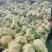 精品花菜大量上市菜花松花菜散花菜可视频看货