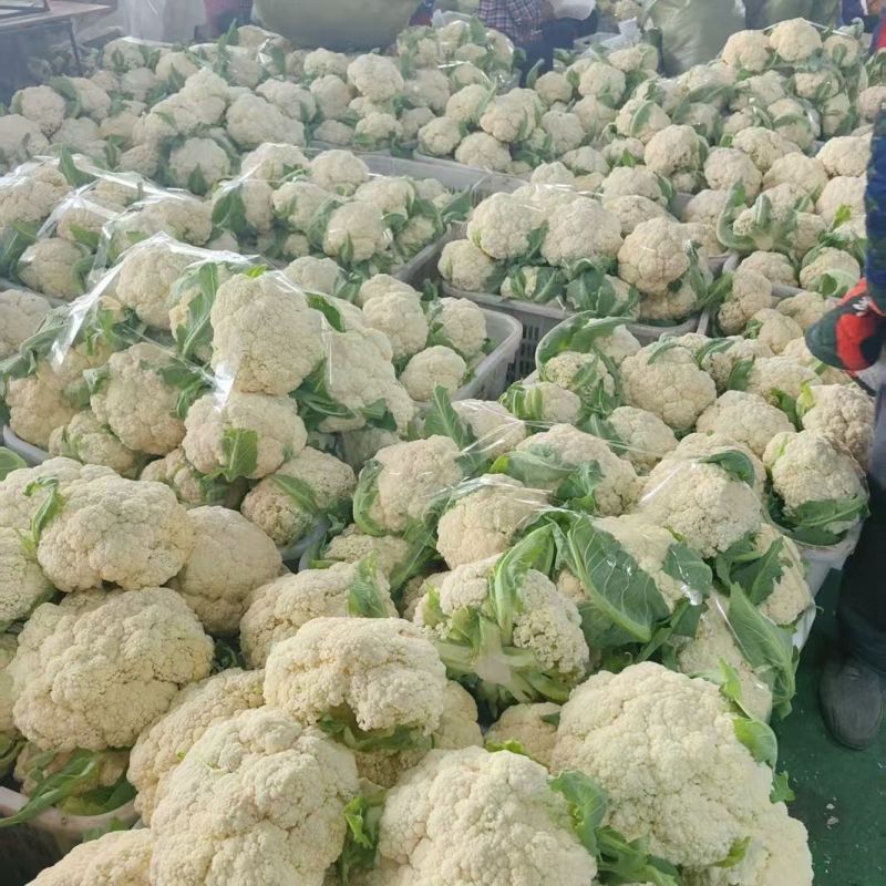 精品花菜大量上市菜花松花菜散花菜可视频看货