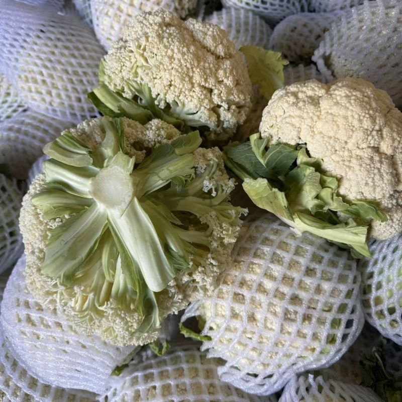 精品花菜大量上市菜花松花菜散花菜可视频看货