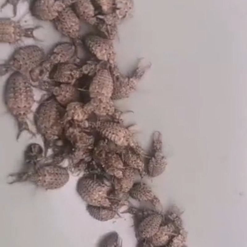 金沙牛