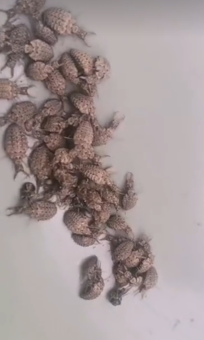 金沙牛