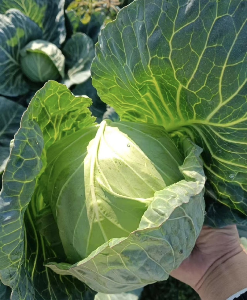 甘蓝奥奇娜甘蓝铁头包菜大量上市一手货源诚信合作