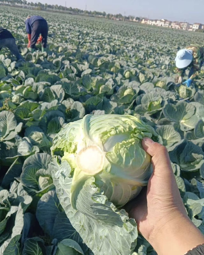 甘蓝奥奇娜甘蓝铁头包菜大量上市一手货源诚信合作