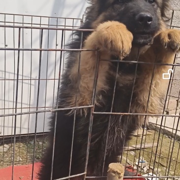 德牧幼犬
