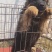 德牧幼犬