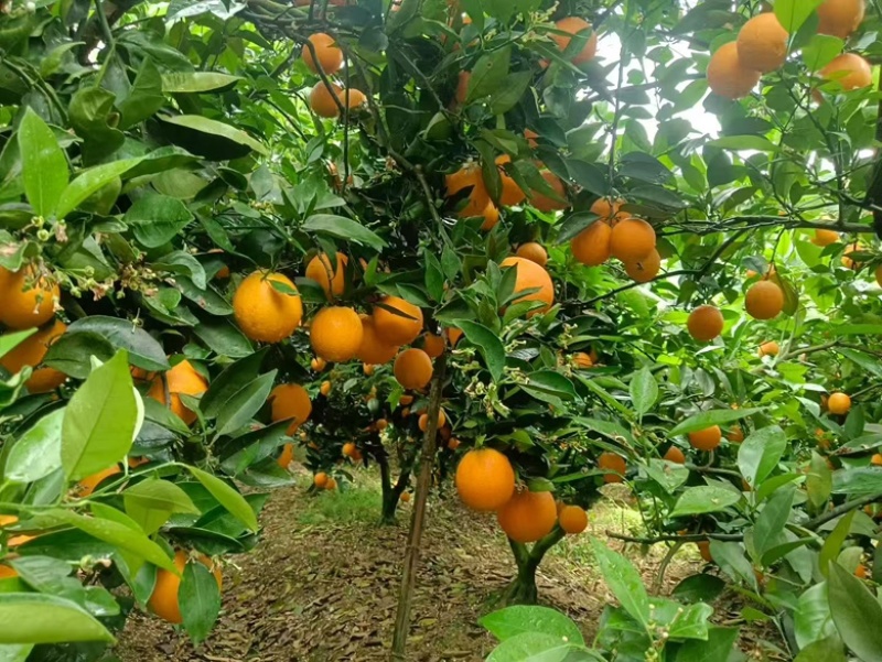 大量供应夏橙广西产地直发，一手货源，量大，从优，欢迎咨询