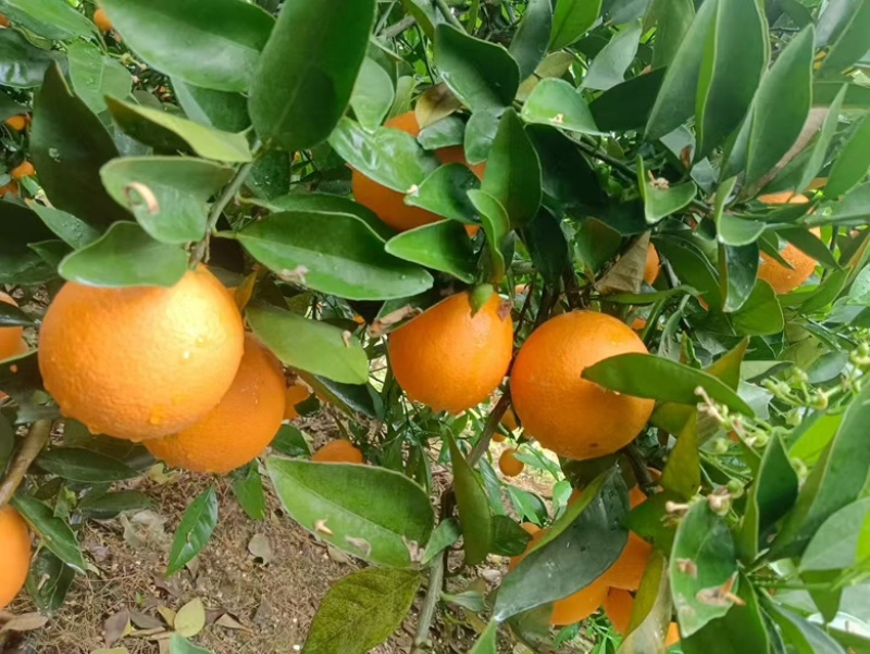广西大量供应夏橙，货源充足，量大从优推荐全国客户
