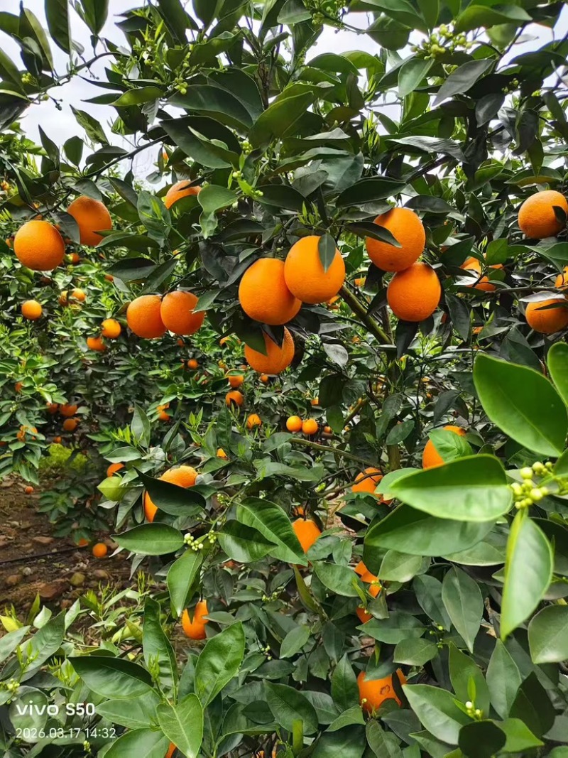广西大量供应夏橙，货源充足，量大从优推荐全国客户