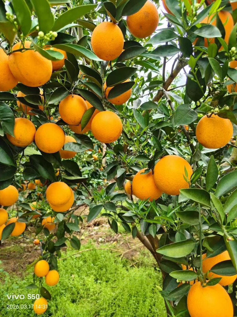 广西大量供应夏橙，货源充足，量大从优推荐全国客户
