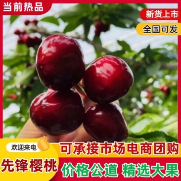 山东樱桃新鲜上市先锋樱桃大樱桃美早樱桃品种齐全