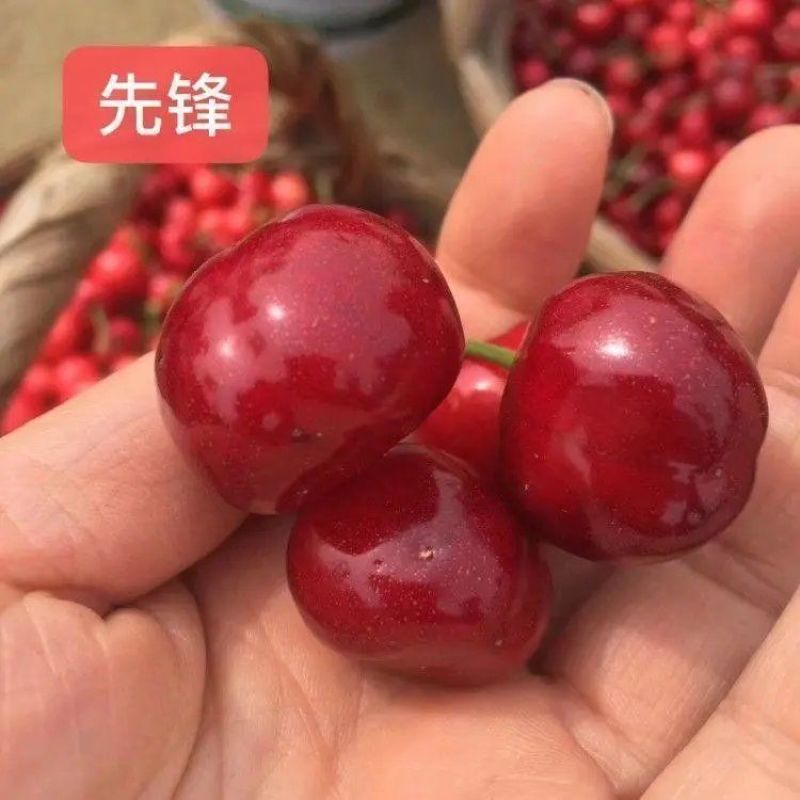 山东樱桃新鲜上市先锋樱桃大樱桃美早樱桃品种齐全