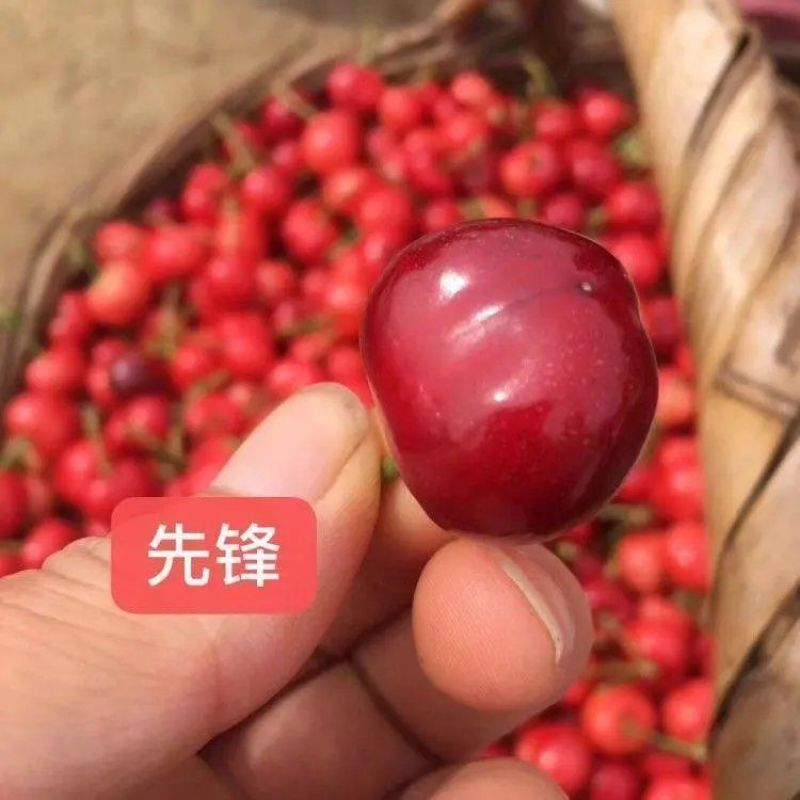 山东樱桃新鲜上市先锋樱桃大樱桃美早樱桃品种齐全
