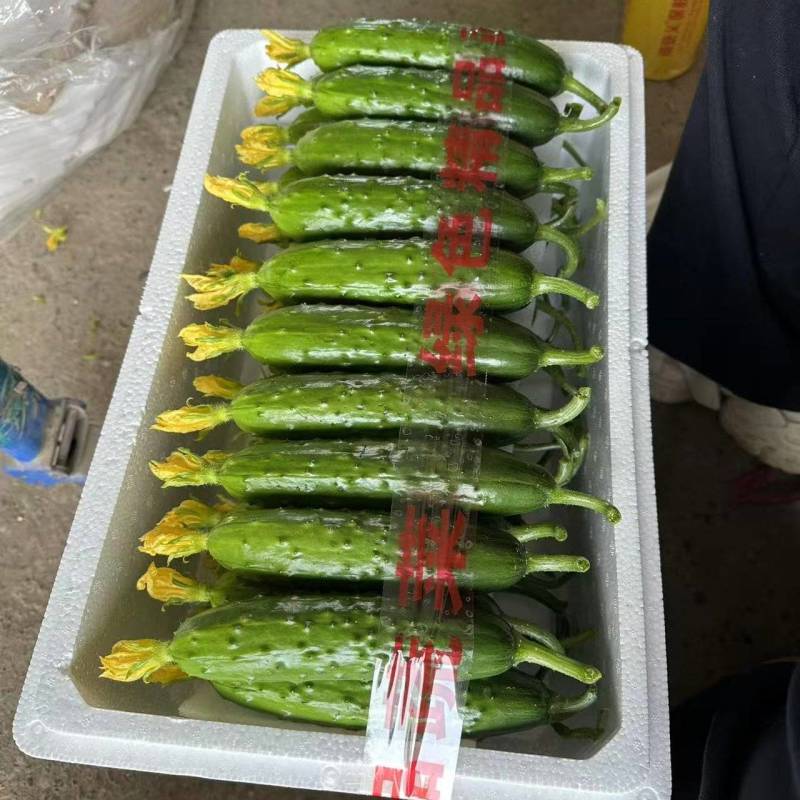 黄瓜产地直发全国各地老板合作价格优惠质量保证