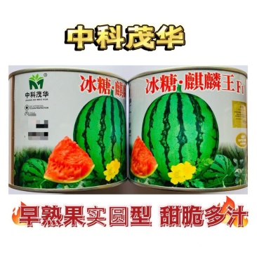 中科茂华冰糖麒麟王50克约700粒