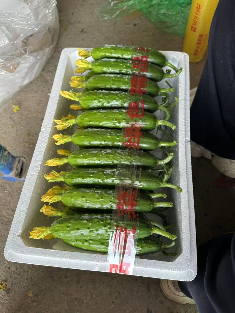 黄瓜产地直发全国各地老板合作价格优惠质量保证