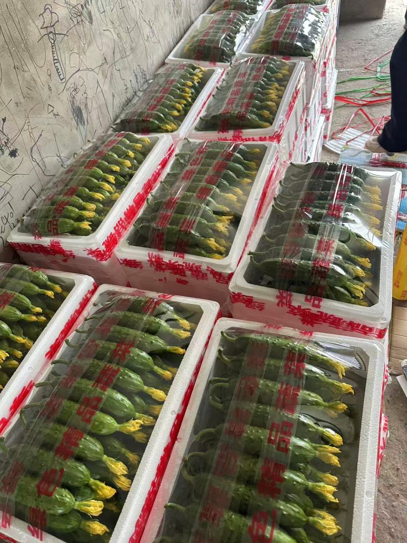 黄瓜产地直发全国各地老板合作价格优惠质量保证