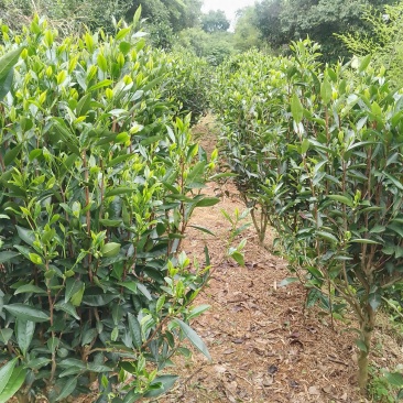 单丛茶，鸭屎香2026年头春干茶